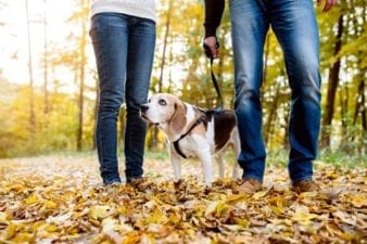 Couple is Walking Their Dog in the Woods During the Fall